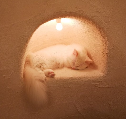 穴の中で寝る白猫