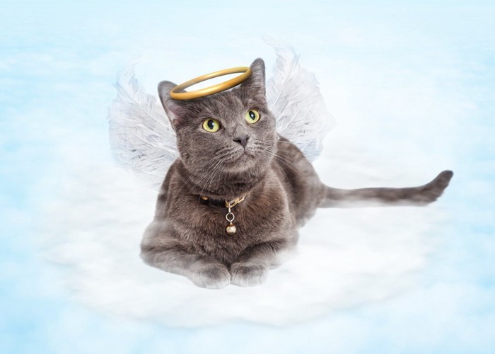 天国の天使猫