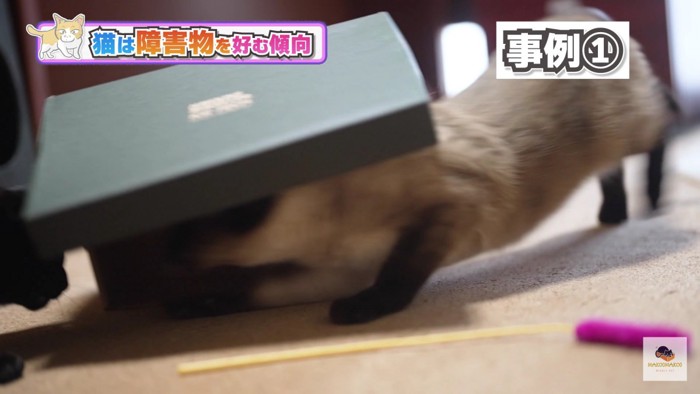 箱の下のシャム猫