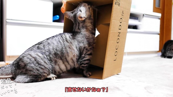 立てた箱の中を見る猫