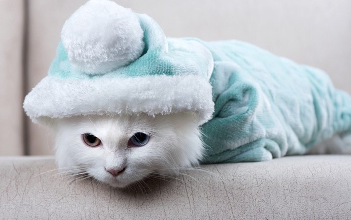 防寒服を着る猫