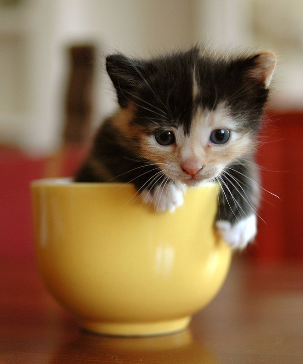 黄色のカップに入る三毛の子猫