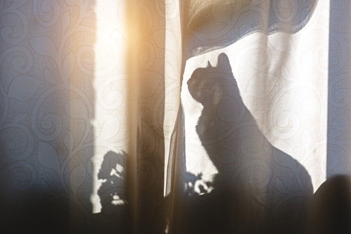 カーテンに映る猫のシルエット