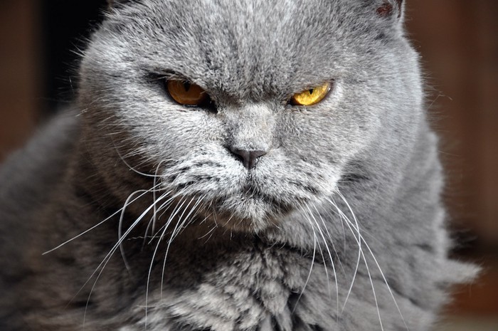 怒った表情の猫