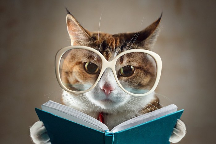 眼鏡をして本を読んでいる猫