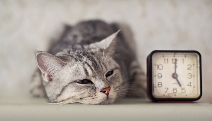 目覚まし時計の横で眠そうな猫