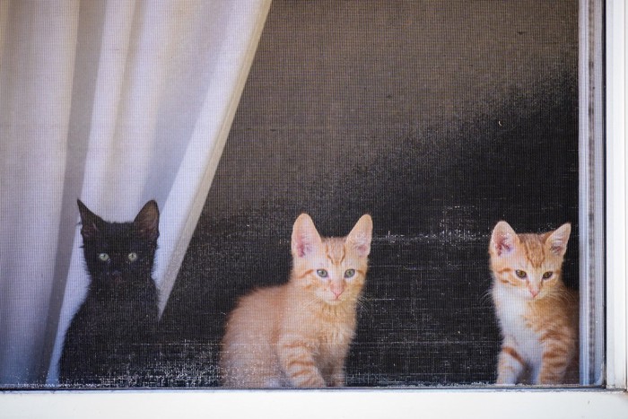 網戸から外を眺める子猫3匹