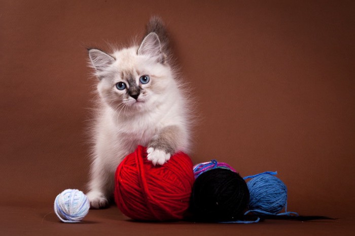 サイベリアンの子猫と毛糸