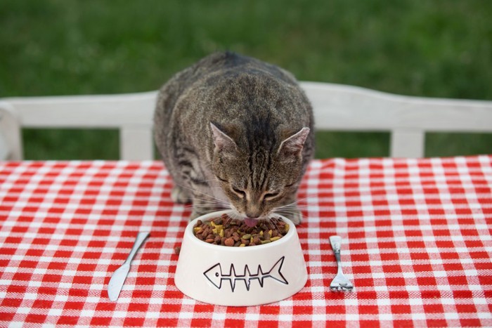 赤いお皿で食べる猫