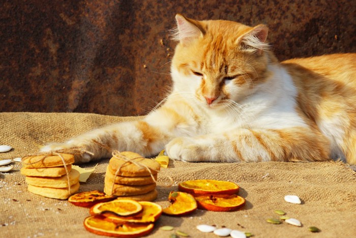 オレンジのクッキーと猫