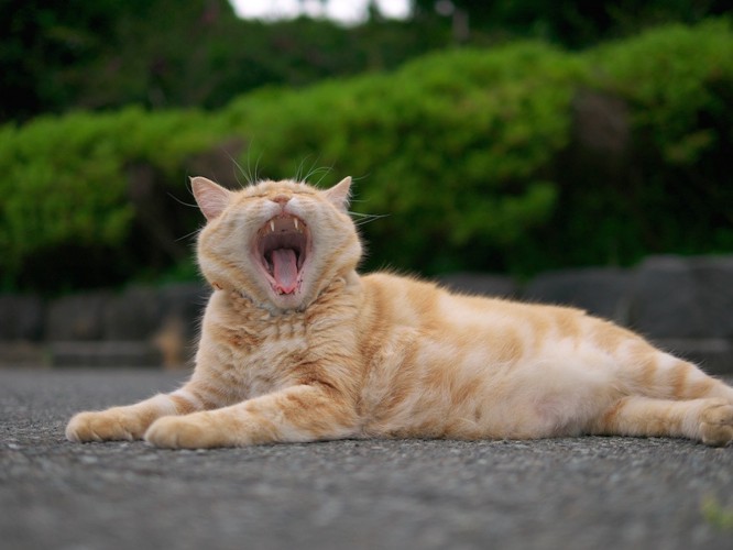 道でくつろぎあくびする猫