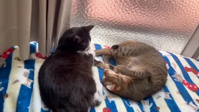 窓辺で寝転ぶ2匹の猫