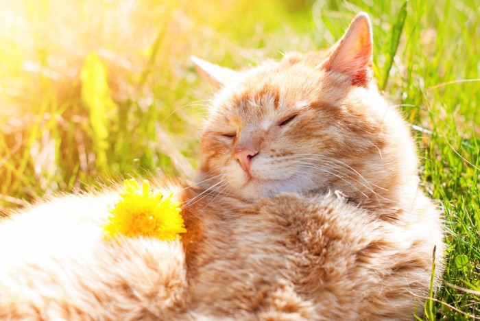 太陽の光を浴びる猫
