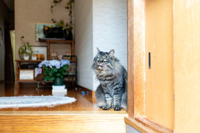 玄関にいる猫
