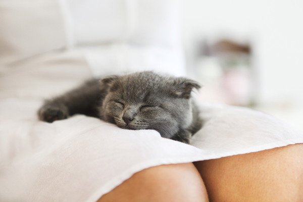 膝の上で熟睡する灰色の猫