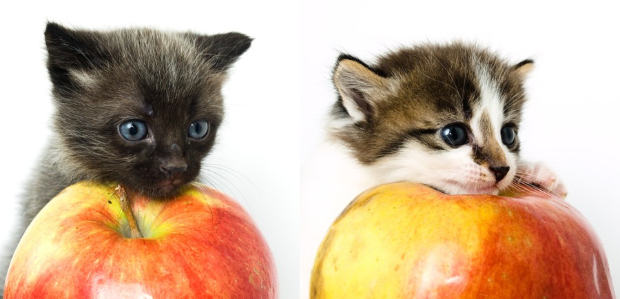 りんごと子猫