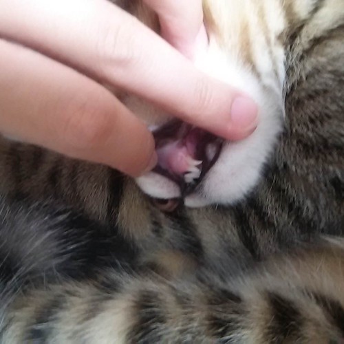猫の歯の写真