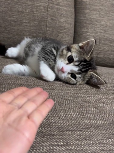 人の手を見る猫