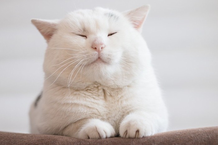 目を閉じる白い猫