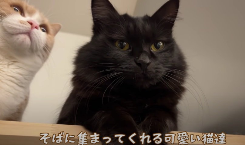 上から見守る黒猫