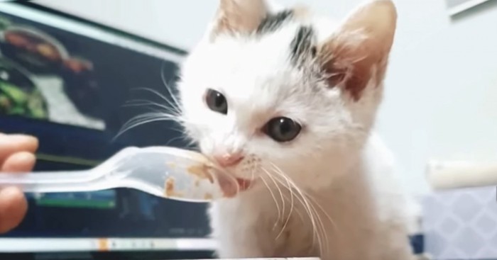 スプーンで餌を食べる子猫