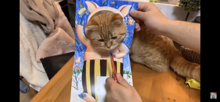 顔出し絵本で遊ばれる猫