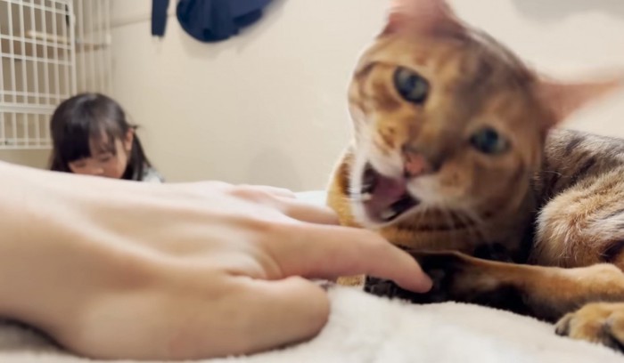 人間の手を噛もうとする猫