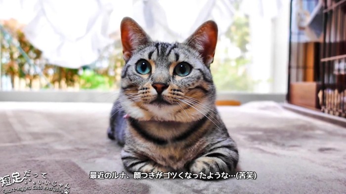 香箱座りの縞模様の猫