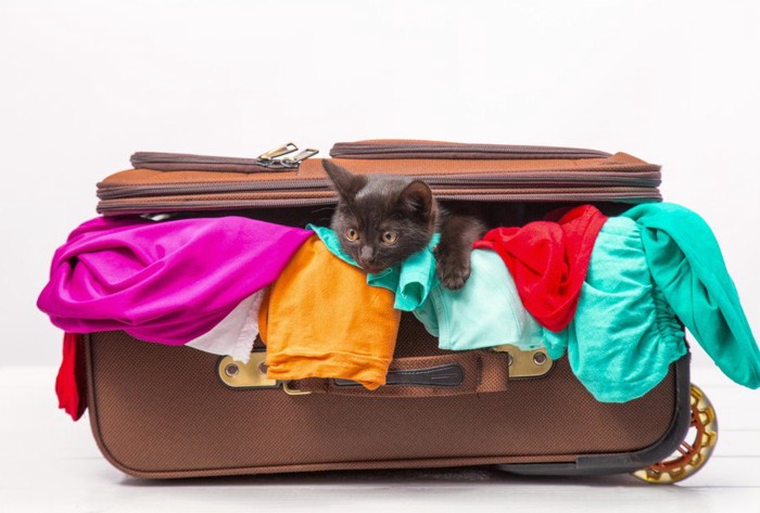 スーツケースと服と猫