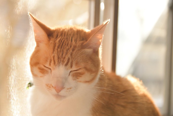 窓辺で日向ぼっこをする猫