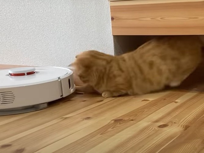ロボット掃除機にとびかかる猫
