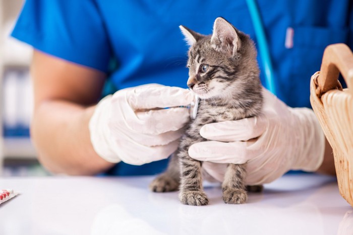 病院で診察を受ける子猫