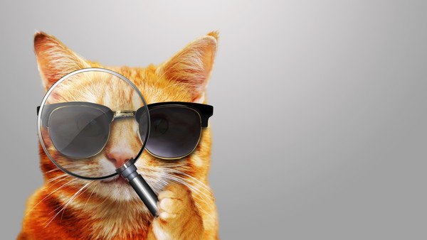 サングラスをかけ、虫眼鏡をのぞいている猫