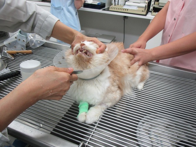 病院で治療を受ける猫