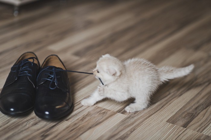 靴紐を引っ張っている子猫