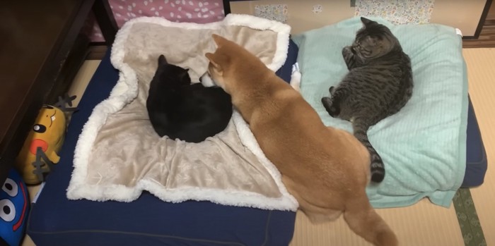 並んで寝ている猫2匹と柴犬