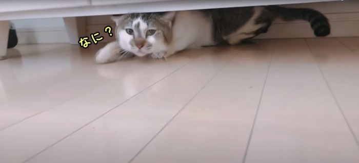 棚の下にいる猫