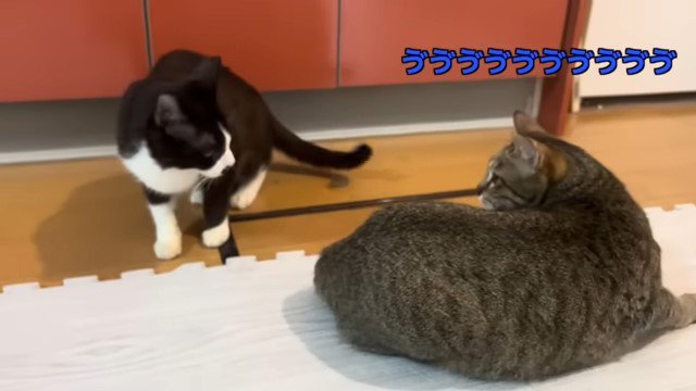 威嚇する猫の背後にまわる猫