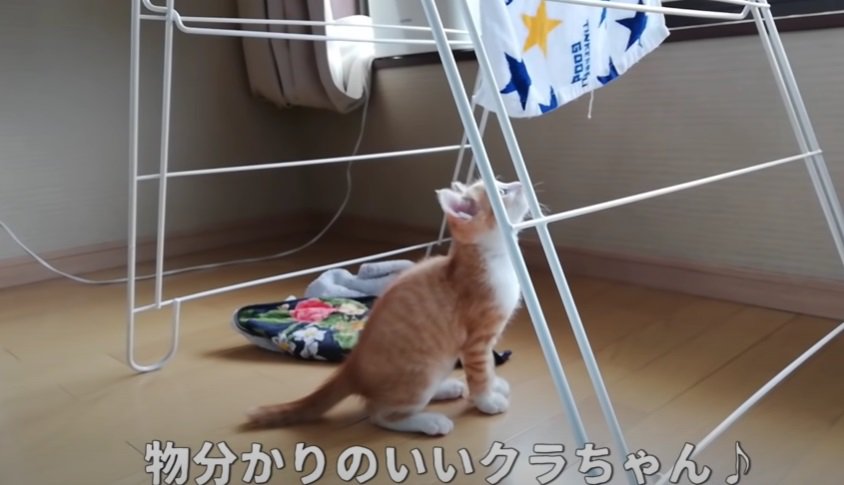 タオルを見つめる1匹の子猫