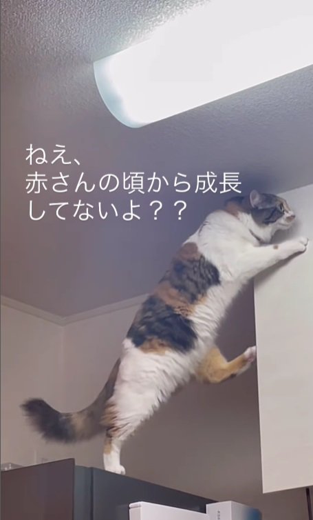 棚に足をかける猫