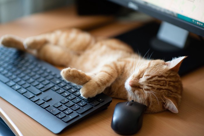 パソコンのキーボードで眠る猫