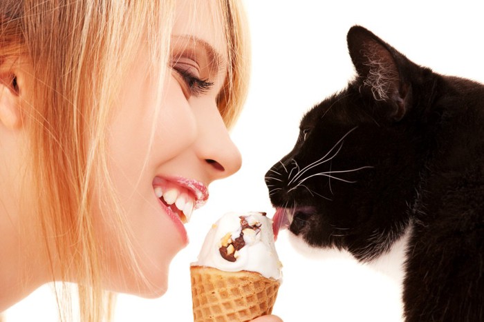 アイスを食べる猫