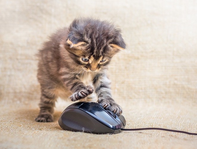 マウスを確認する子猫