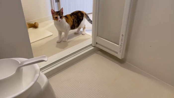 お風呂場の中を覗く猫