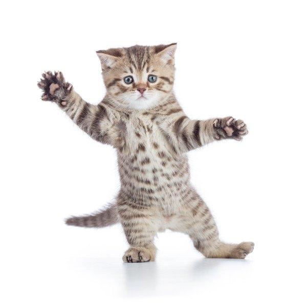 立って手を挙げる子猫