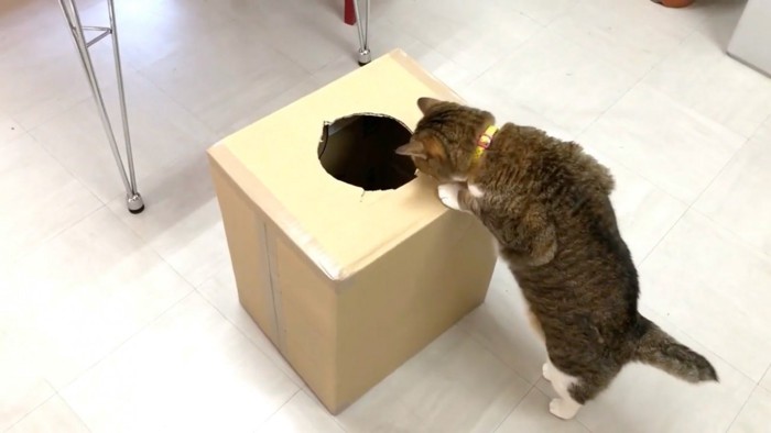 箱をのぞく猫