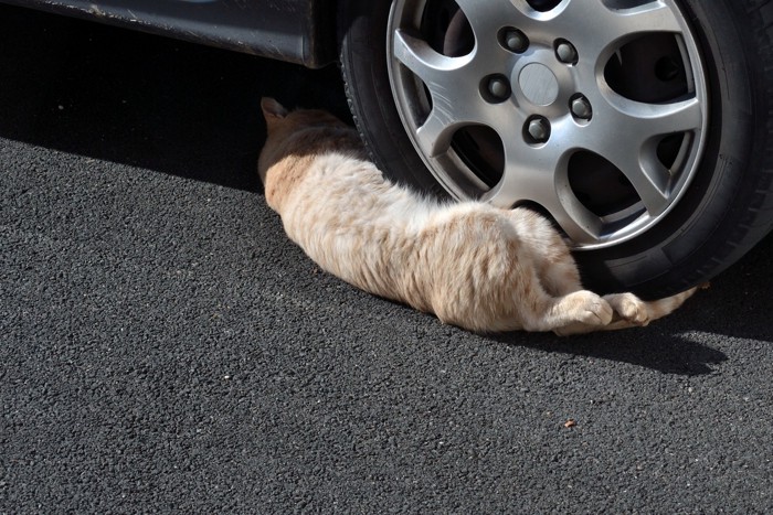 タイヤの隙間に潜り込む猫