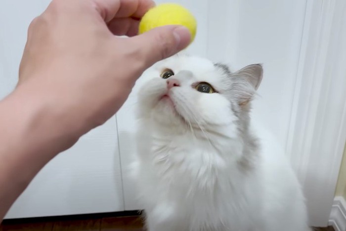 ボールに鼻を寄せる猫