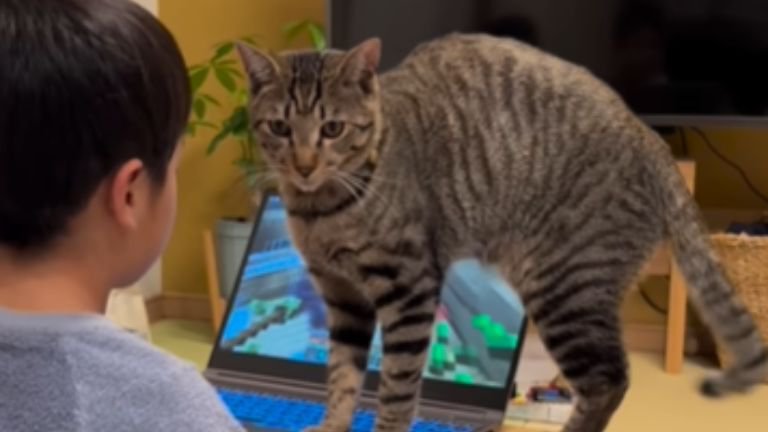 パソコンの上に立つ猫