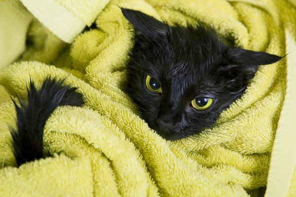 乾かされる黒猫
